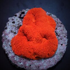 Acanthastrea bowerbanki (Ultra) | T