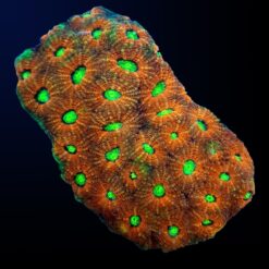 Acanthastrea echinata (Ultra) | L
