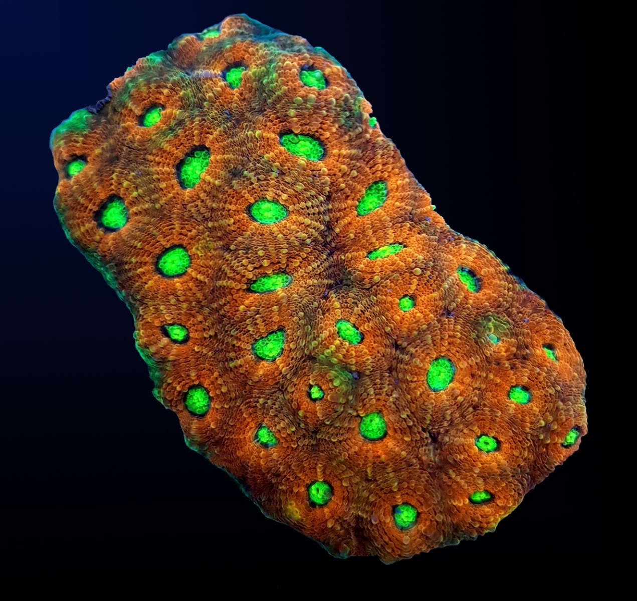 Acanthastrea echinata (Ultra) | L