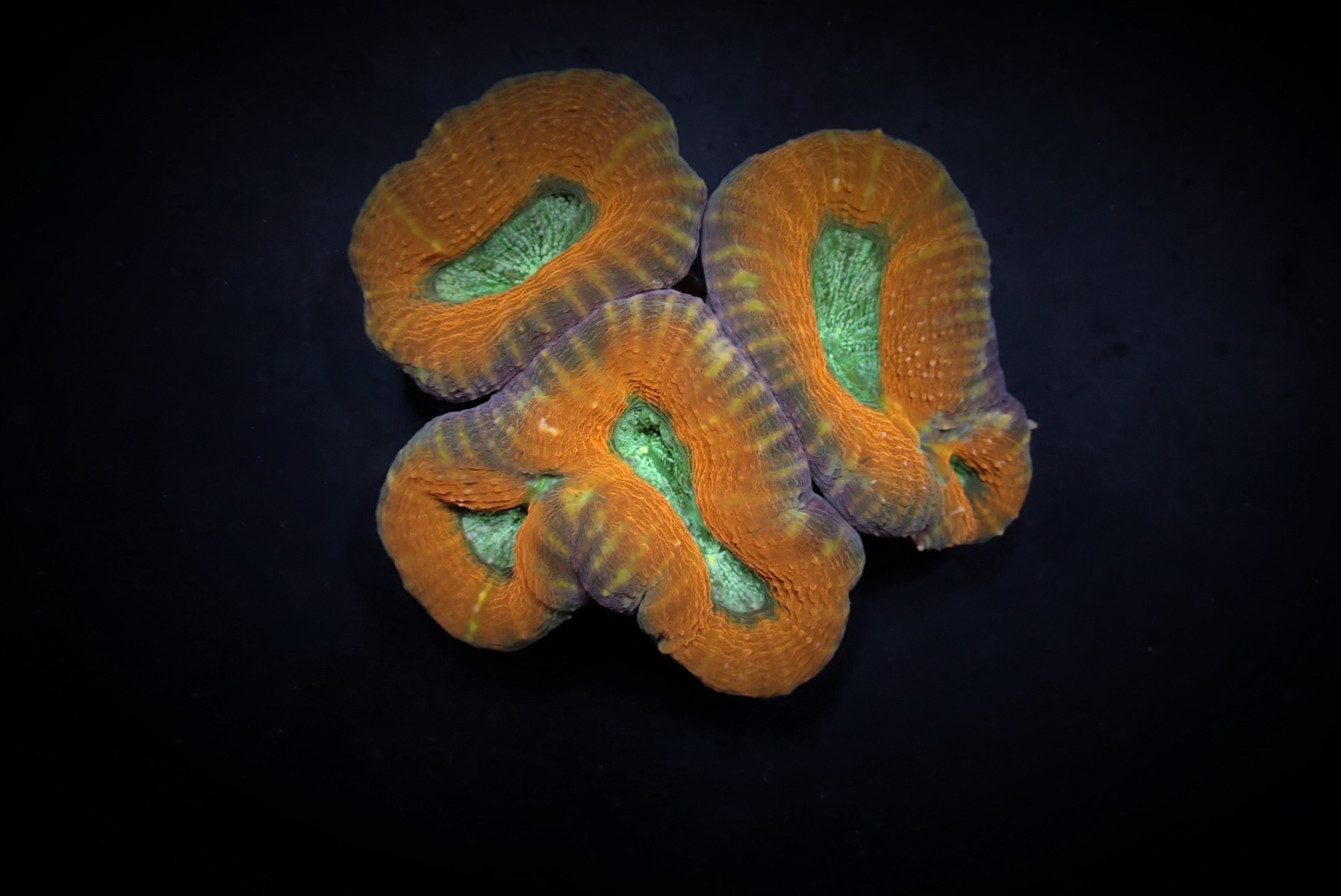 Acanthastrea pachysepta (Splitcolor) | L
