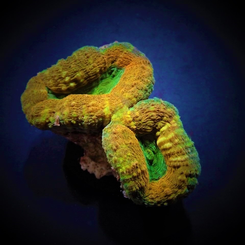 Acanthastrea pachysepta (Splitcolor) (Premium) | T