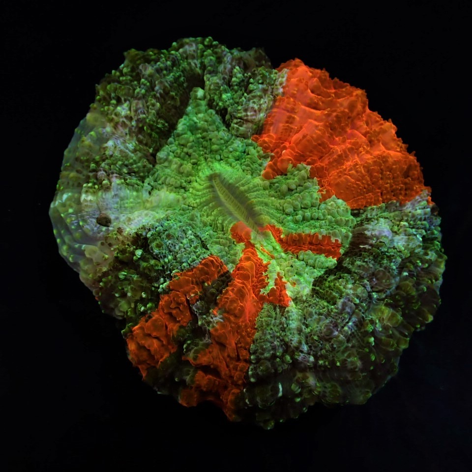 Acanthophyllia deshayesiana (Bleeding Apple) | S