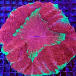 Acanthophyllia deshayesiana (Master Grade) | M