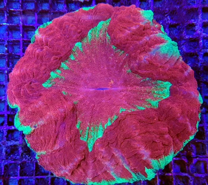 Acanthophyllia deshayesiana (Master Grade) | M