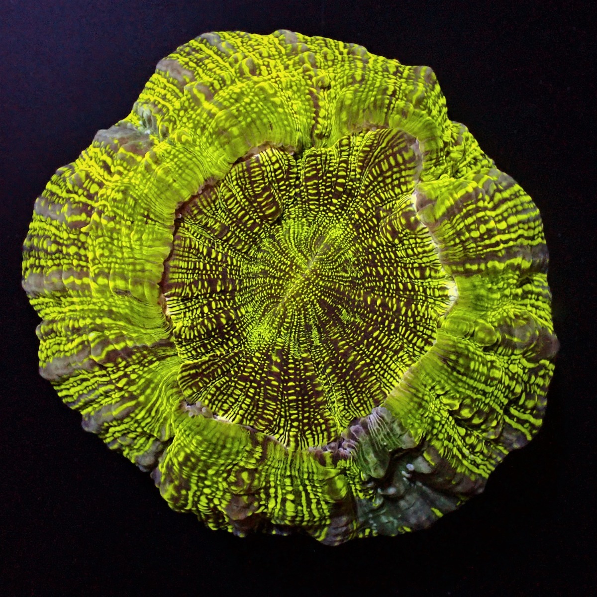 Acanthophyllia deshayesiana (Premium) | L