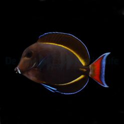 Acanthurus achilles X nigricans (Hybrid) | S/M