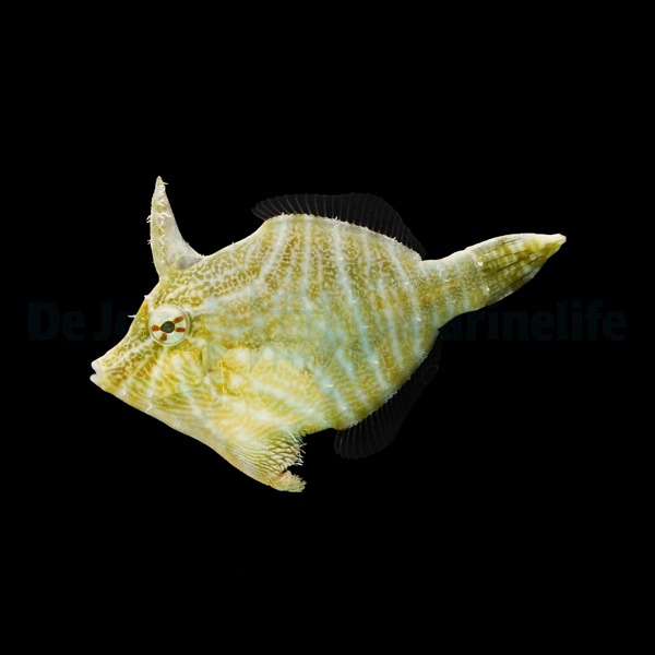 Acreichthys radiatus | All sizes