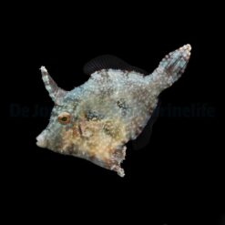 Acreichthys tomentosus - DJM Bred | All sizes