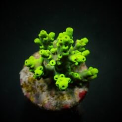 Acropora aculeus (frag) | FRAG