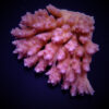 Acropora anthocercis | XL