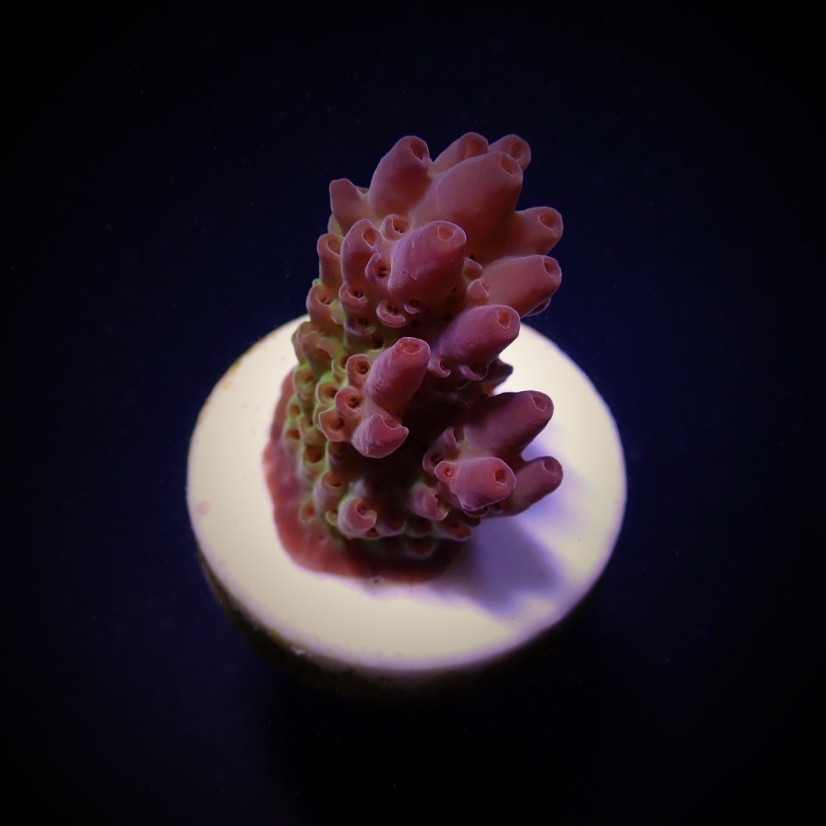 Acropora anthocercis (frag) | FRAG