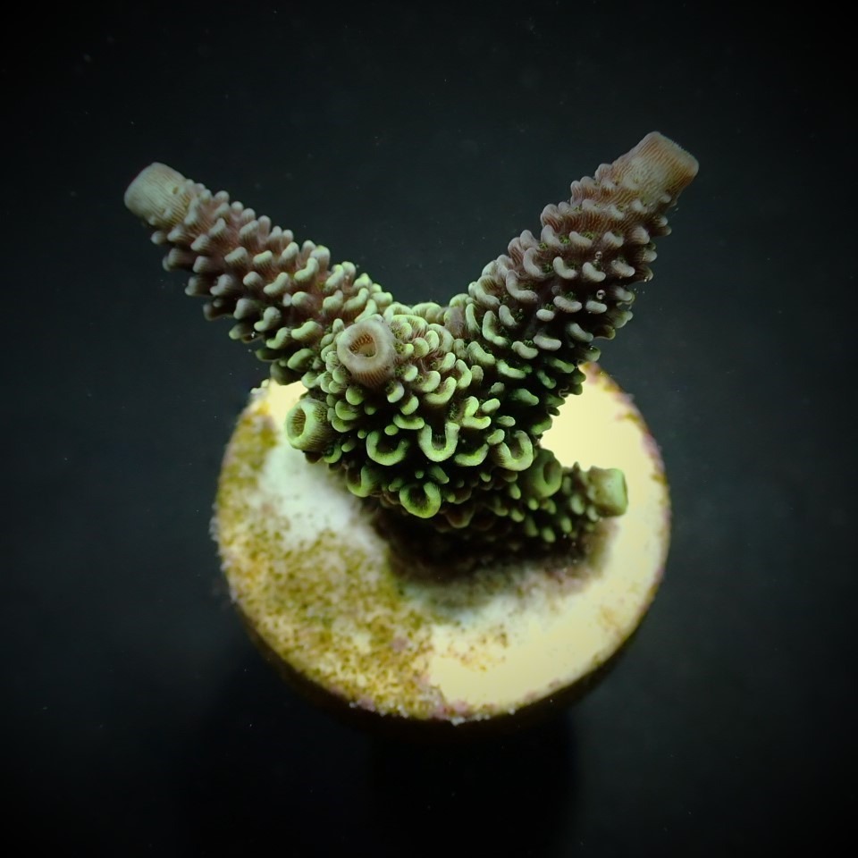 Acropora aspera (frag) | FRAG