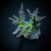 Acropora austera | M