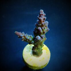 Acropora austera (frag) | FRAG