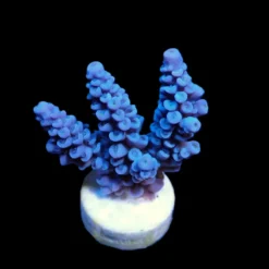 Acropora bifaria (Blue) (frag) | FRAG