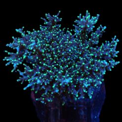 Acropora carduus | L