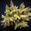 Acropora cerealis | L