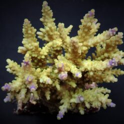 Acropora cerealis | L