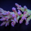 Acropora spp. (Coral Sea) (Ultra) | L