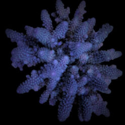 Acropora digitifera | FRAG