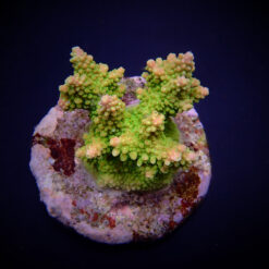 Acropora divaricata | M