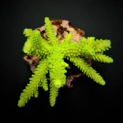 Acropora formosa (Green) | FRAG