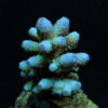 Acropora humilis (Blue) | M