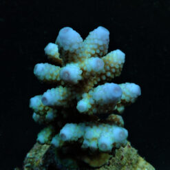 Acropora humilis (Blue) | M