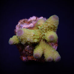 Acropora humilis (Green) | M