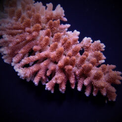 Acropora hyacinthus | XL