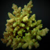 Acropora loripes | L
