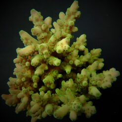 Acropora loripes | M