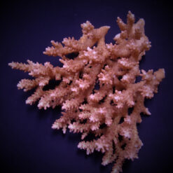 Acropora microclados | M