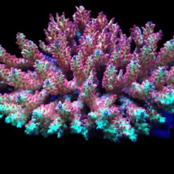 Acropora microclados (SSC) | L