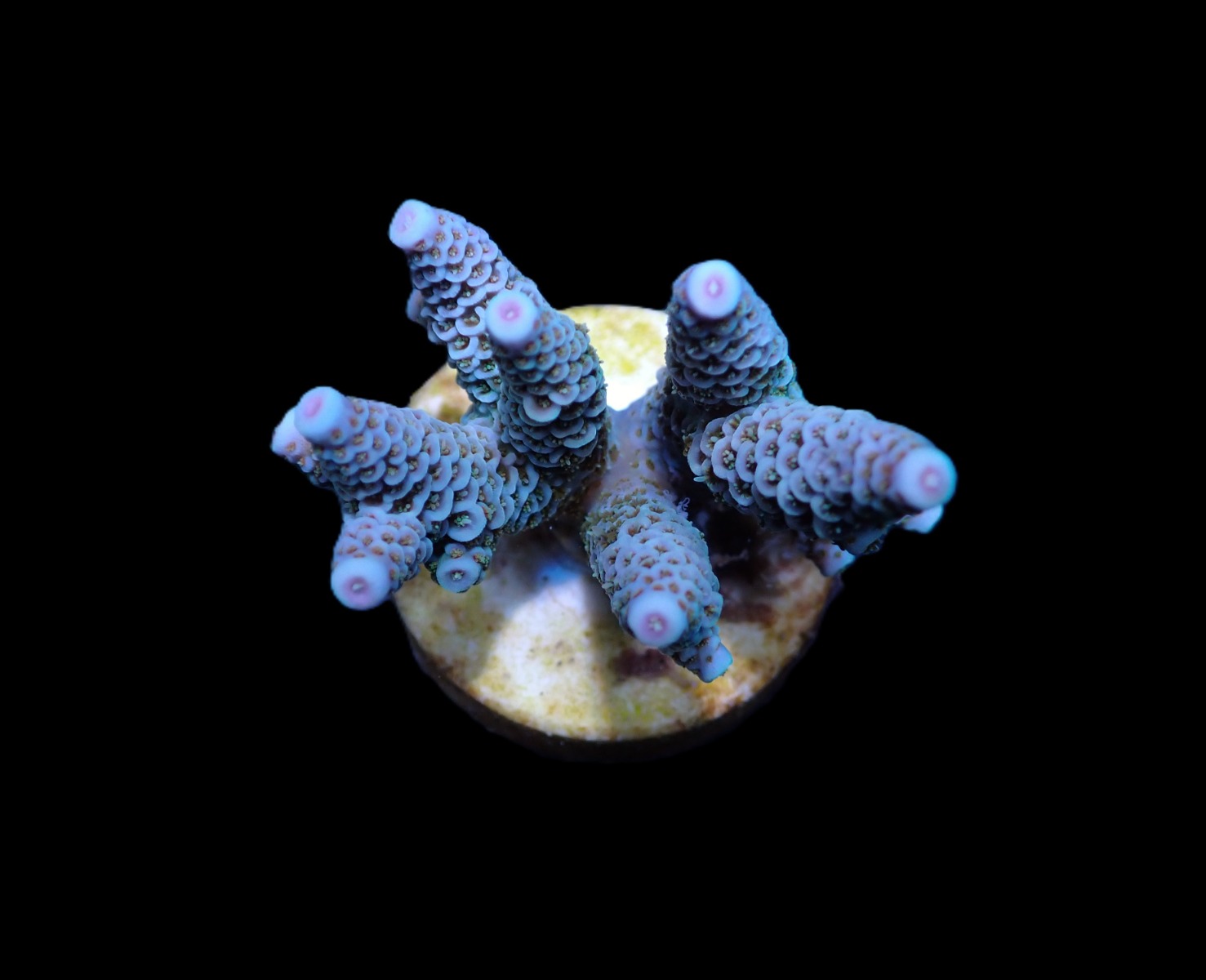 Acropora millepora (Blue) (frag) | FRAG
