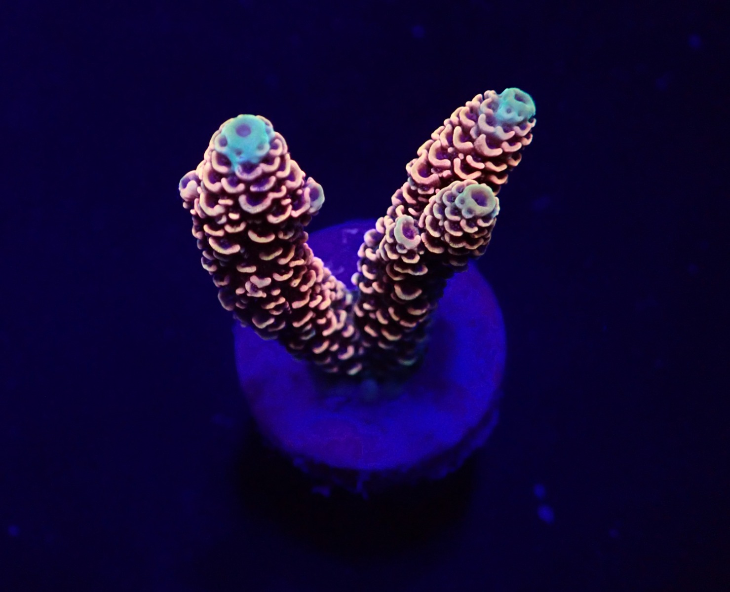 Acropora millepora (Red-Pink) (frag) | FRAG