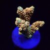 Acropora millepora (Rainbow) (frag) | FRAG