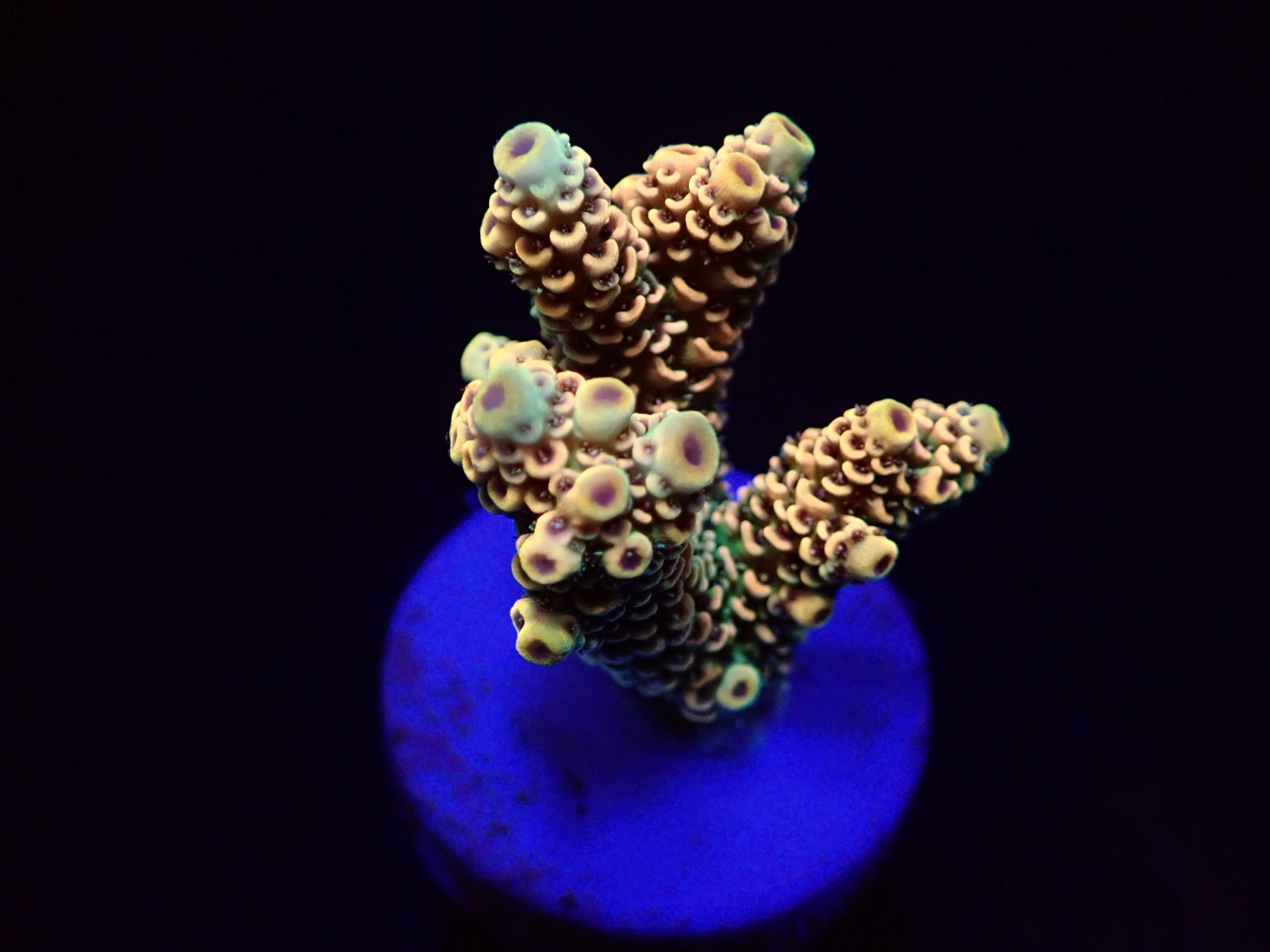 Acropora millepora (Rainbow) (frag) | FRAG