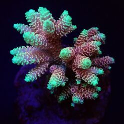 Acropora spp. (Fiji-Tonga) | XL