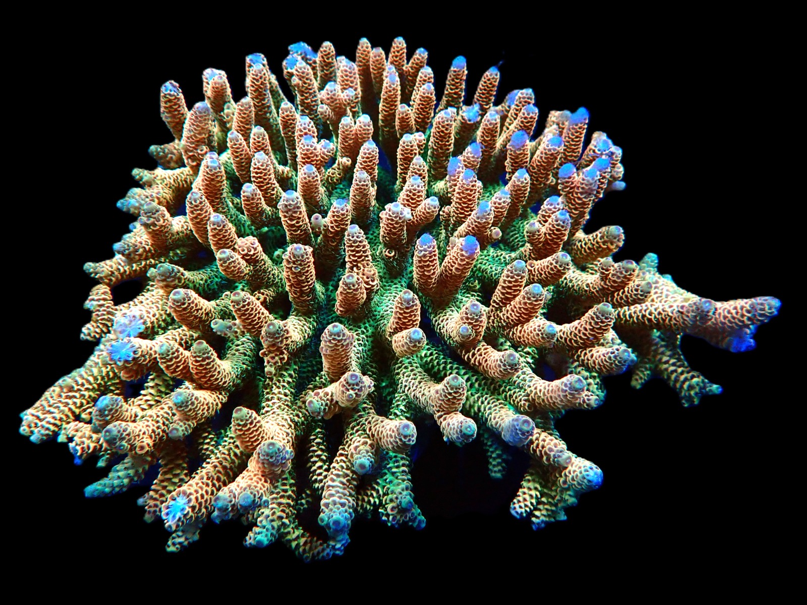 Acropora millepora (Sunset) (Show Size) sps 256 | All sizes
