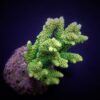 Acropora millepora (Yellow-Green) | S