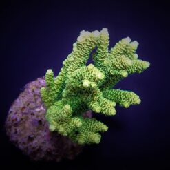 Acropora millepora (Yellow-Green) | S