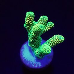 Acropora millepora (Yellow-Green) (frag) | FRAG