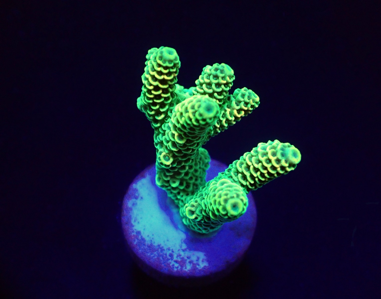Acropora millepora (Yellow-Green) (frag) | FRAG