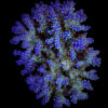 Acropora nana | M