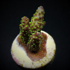 Acropora nana (frag) | FRAG
