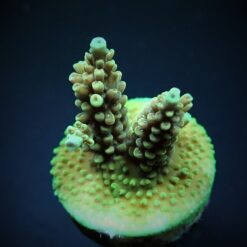 Acropora nasuta (frag) | FRAG