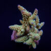 Acropora nasuta | S
