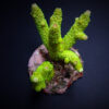 Acropora papillare | L