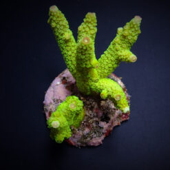 Acropora papillare | M